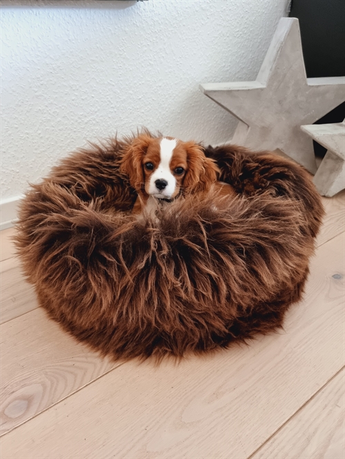 Animal bed size S